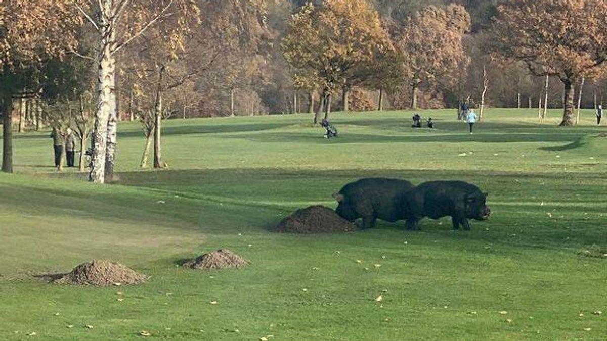 野生の豚はゴルフコースに入り、ゴルファーを負傷させ、クラブを閉鎖させる