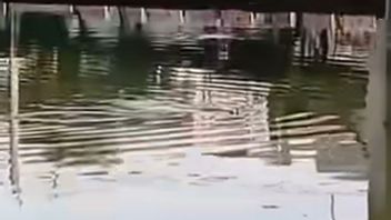 Viral, les visiteurs d'Ancol sont choqués de voir une présumée crocodile sur la surface de la rivière