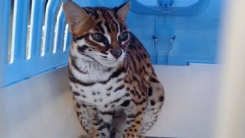 One Leopard Cat Is Released In Batu Kaba Nature Park