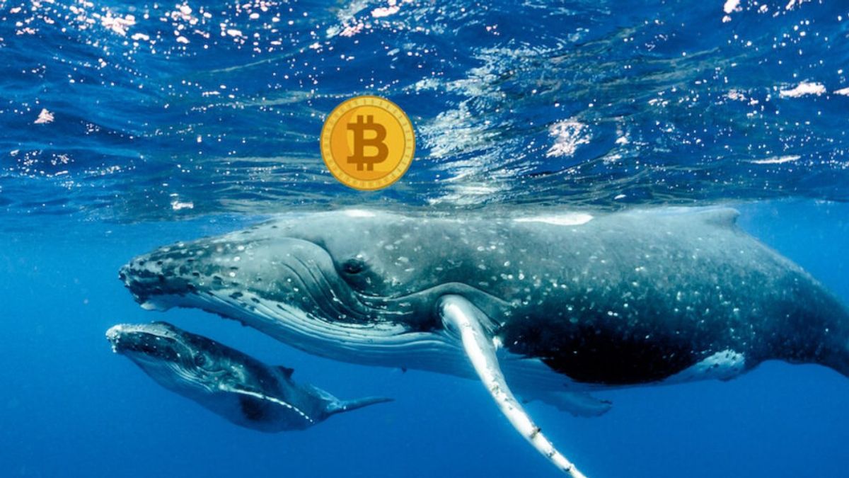 This Whale Secretly Has More Bitcoins Than MicroStrategy