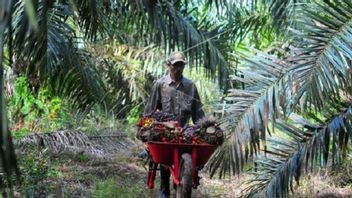 针对食用油问题，农民联盟：减少棕榈油出口，加强非企业合作社，直到土地改革