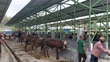 Preventing Mouth And Nail Diseases, Gunung Kidul Regency Government Tightens In And Out Of Livestock