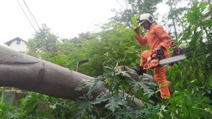 Warga Jakarta Bisa Klaim Asuransi Terdampak Pohon Tumbang Gratis, Begini Caranya