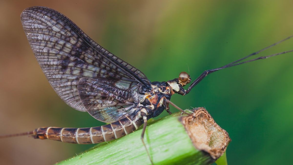 मईफ़्लाई नृत्य का रहस्य पता चला, प्राचीन कीड़े खतरे में हैं