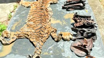 التظاهر بأنه مشتر ، ضباط القبض على 2 من بائعي جلد النمر كاملة مع العظام في آتشيه