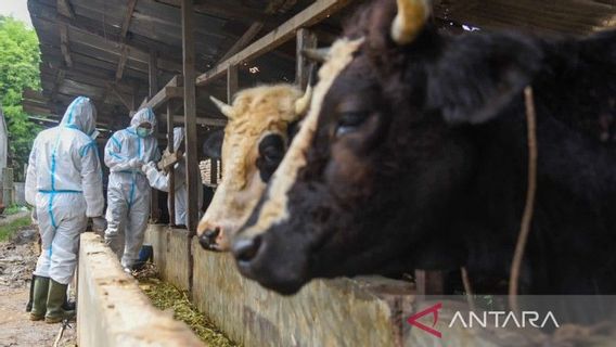 FMD Outbreak Still Rampant, North Sumatra Provincial Government Calls Sacrifice Committee to Educate
