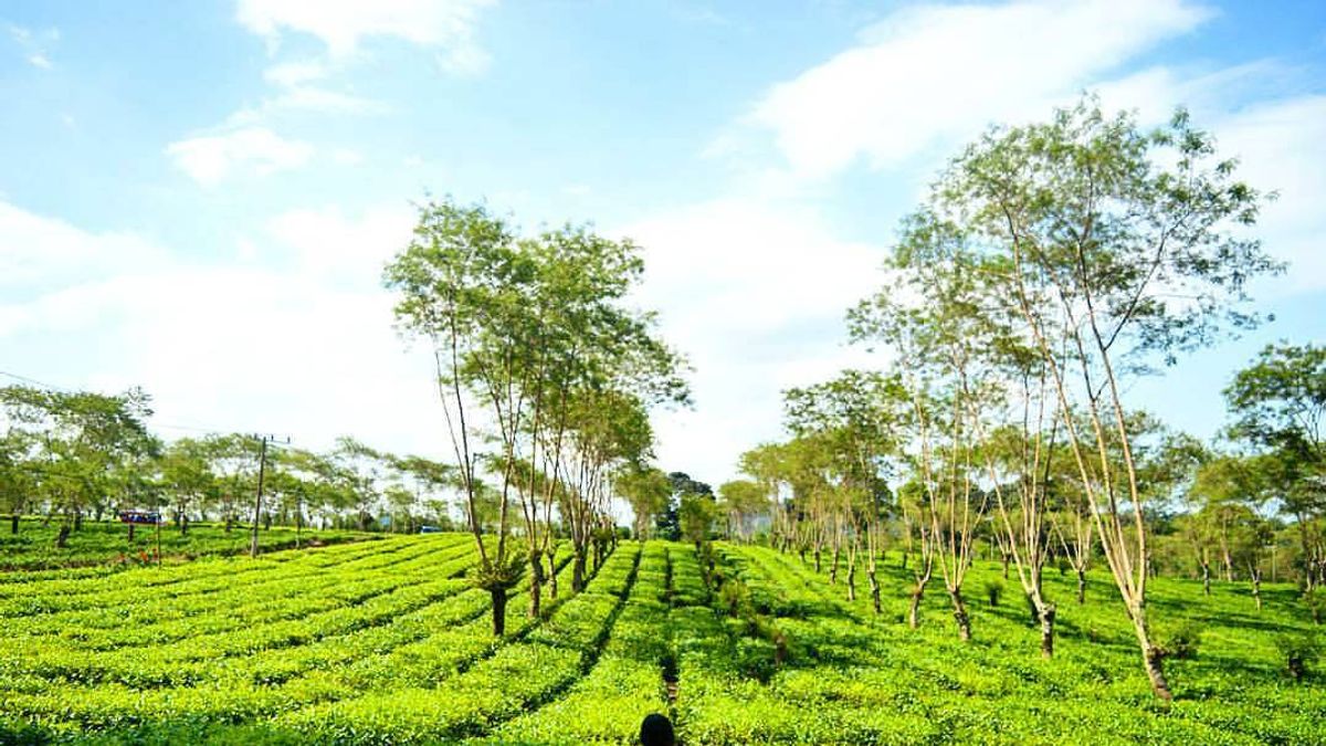Wisata Kebun Teh di Jawa Timur: Rekomendasi Liburan Sejuk dan Instagramable