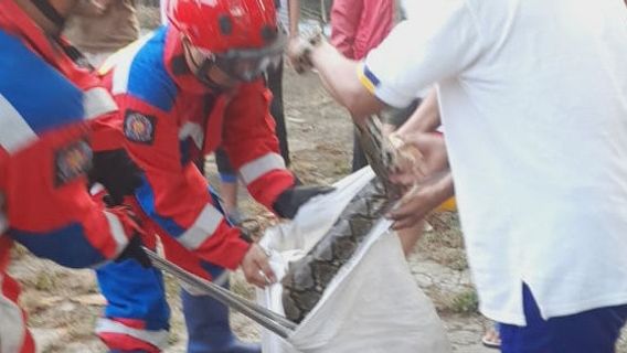 Residents Of Pondok Kelapa Geger Sighting Of A 4 Meter Long Python In An Empty House