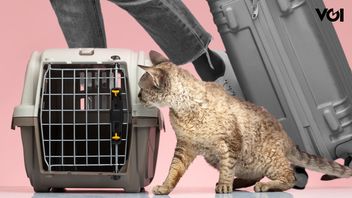 イードホームカミング、動物ケアセンターはラリススウィートが侵略されます