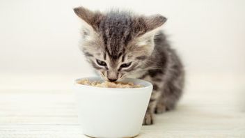 7 Makanan untuk Anak Kucing dengan Kandungan Nutrisi Tinggi, Merek Apa Saja?