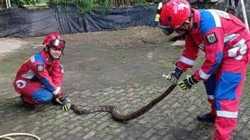 Les habitants de Halim paniquent quand ils découvrent un serpent Sanca alors qu’il déchirait un poulet à l’intérieur du grand commissaire