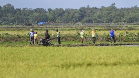 President Prabowo Reviews The Pilot Land Of Food Barns In Merauke