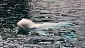 Otoritas Kanada Tolak Permintaan Marineland Mengirim Paus Beluga ke China