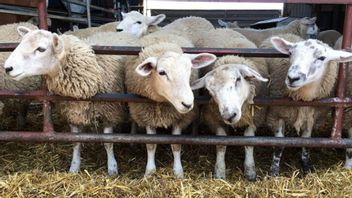 Syarat Kambing Aqiqah yang Wajib Diketahui