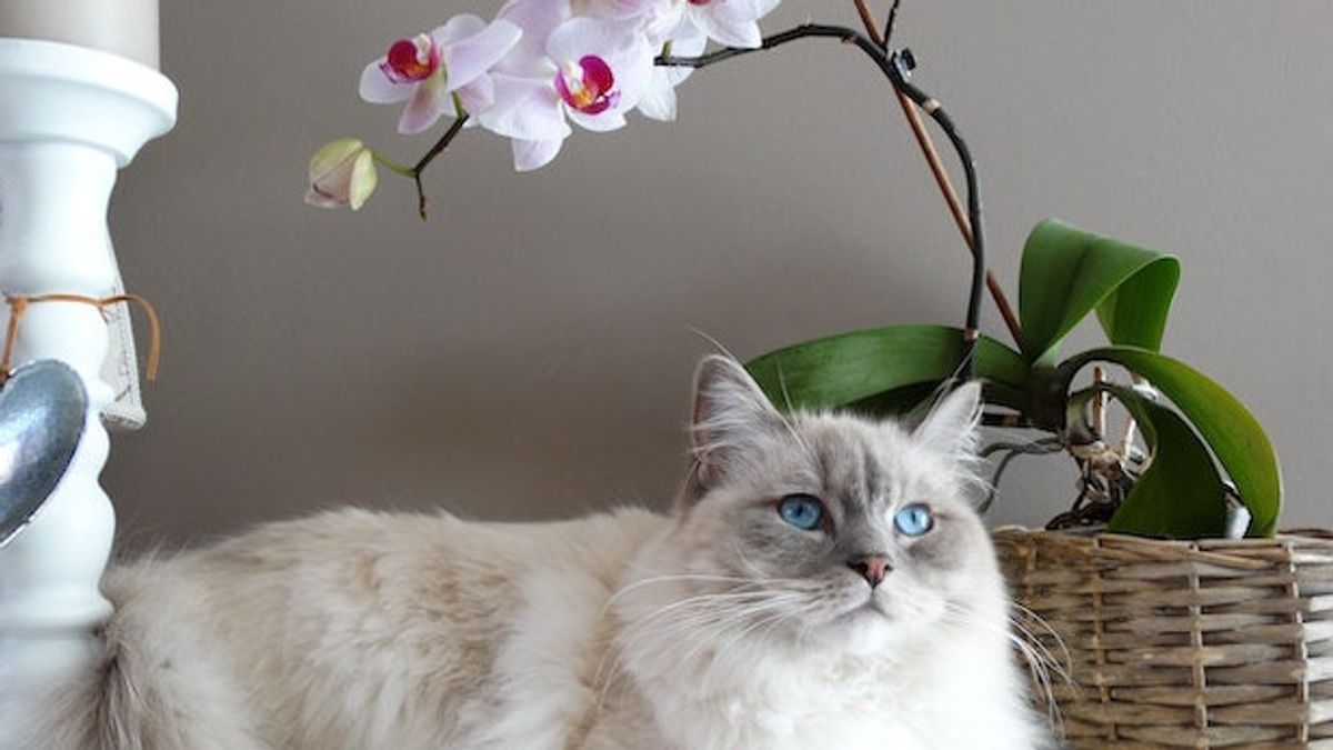 Is Orchid Plant Really Safe For Cats?