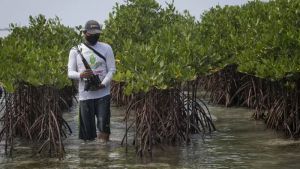 Potensi Tsunami di Pantai Soge Pacitan, BNPB Ajak Warga Mitigasi dengan Tanam Mangrove