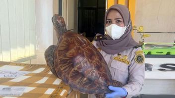 South Kalimantan Quarantine Fails To Send 200 Turtle And Awetan Egg To Jakarta