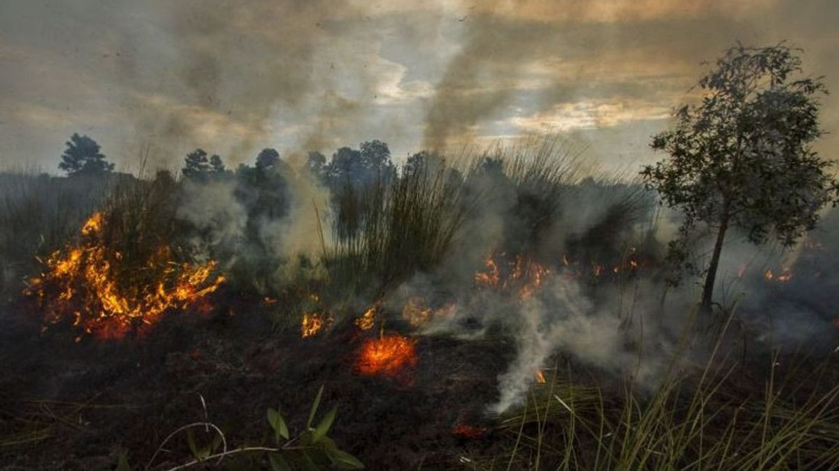 There Is An Intentional Element, 4 Hectares Of Peat Land Fire Cases In Penajam Rise To Investigation