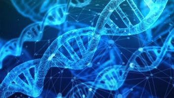 研究人员发现人类DNA是否可以复制和修复