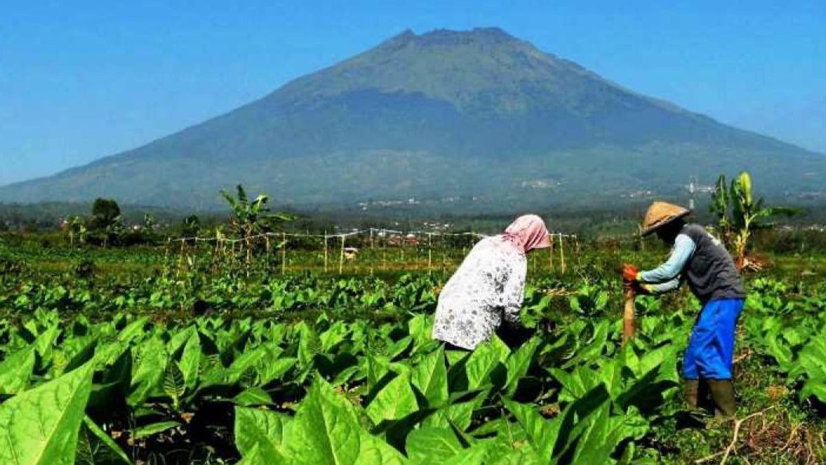 Tobacco Farmers Urge The Ministry Of Health To Withdraw The Draft Permenkes For Plain Cigarette Packaging Without A Brand