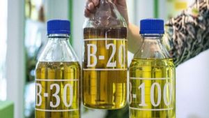 Coordinating Minister Airlangga: RI Ready To Implement Biodiesel B40 In 2025