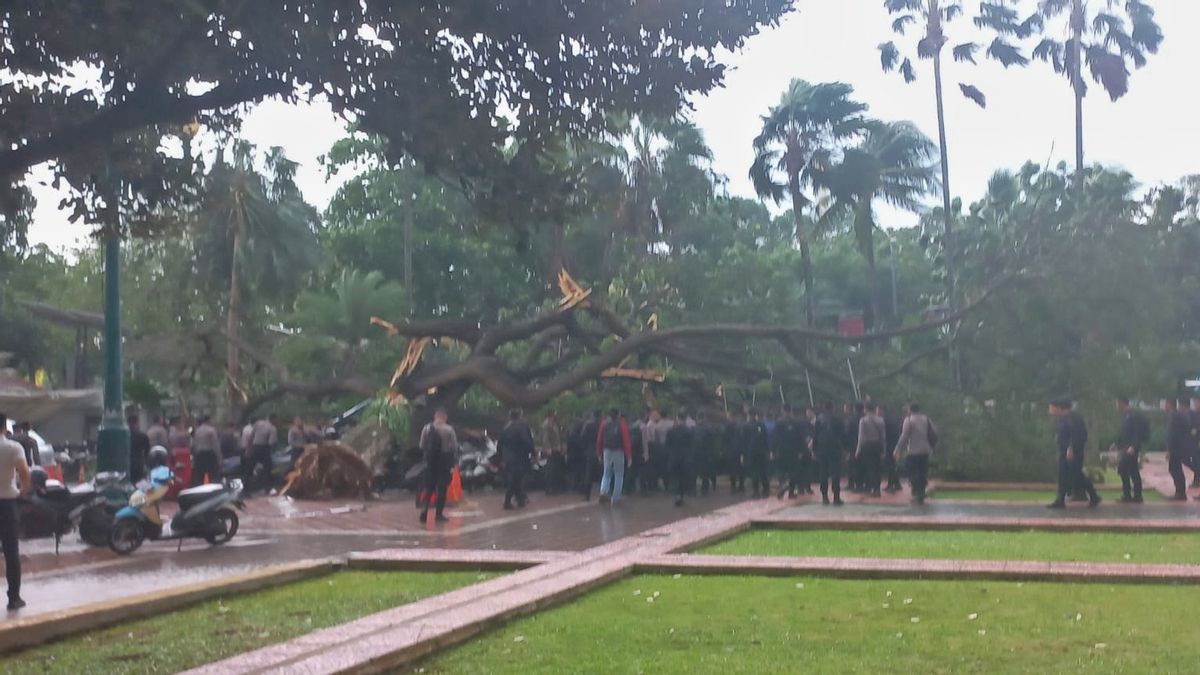 Pohon Besar Tumbang di Balai Kota Hingga Timpa Polisi, Penyebabnya Akar Sudah Lapuk 