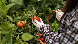 Diseases That Attack Tomato Plants: Here's A List Of The Most Frequently Disrupted