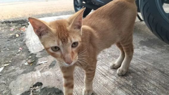 سكان غرب جاكرتا يطلبون من مجتمع محبي الحيوانات عدم إطعام القطط الضالة في الشارع