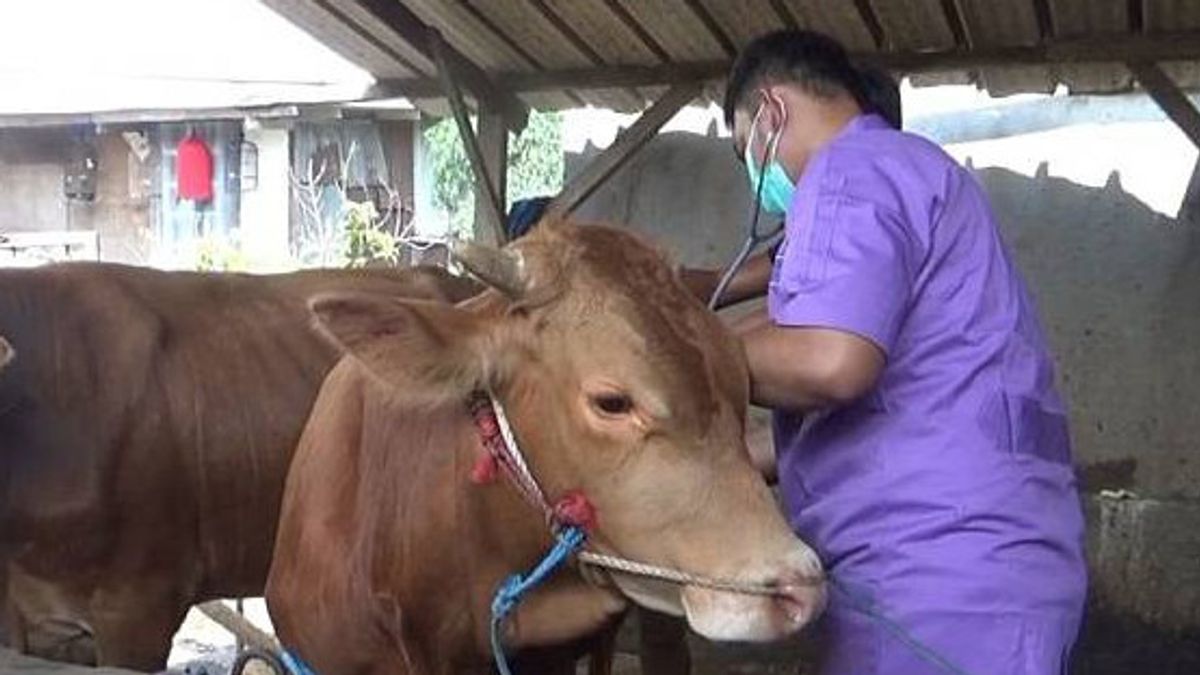 农民要求Bulog容纳感染口蹄疫的牲畜