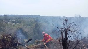 Lahan 1 Hektare di Gampong Alue Piet Aceh Jaya Terbakar, Polisi Turun Tangan Telusuri Unsur Kesengajaan