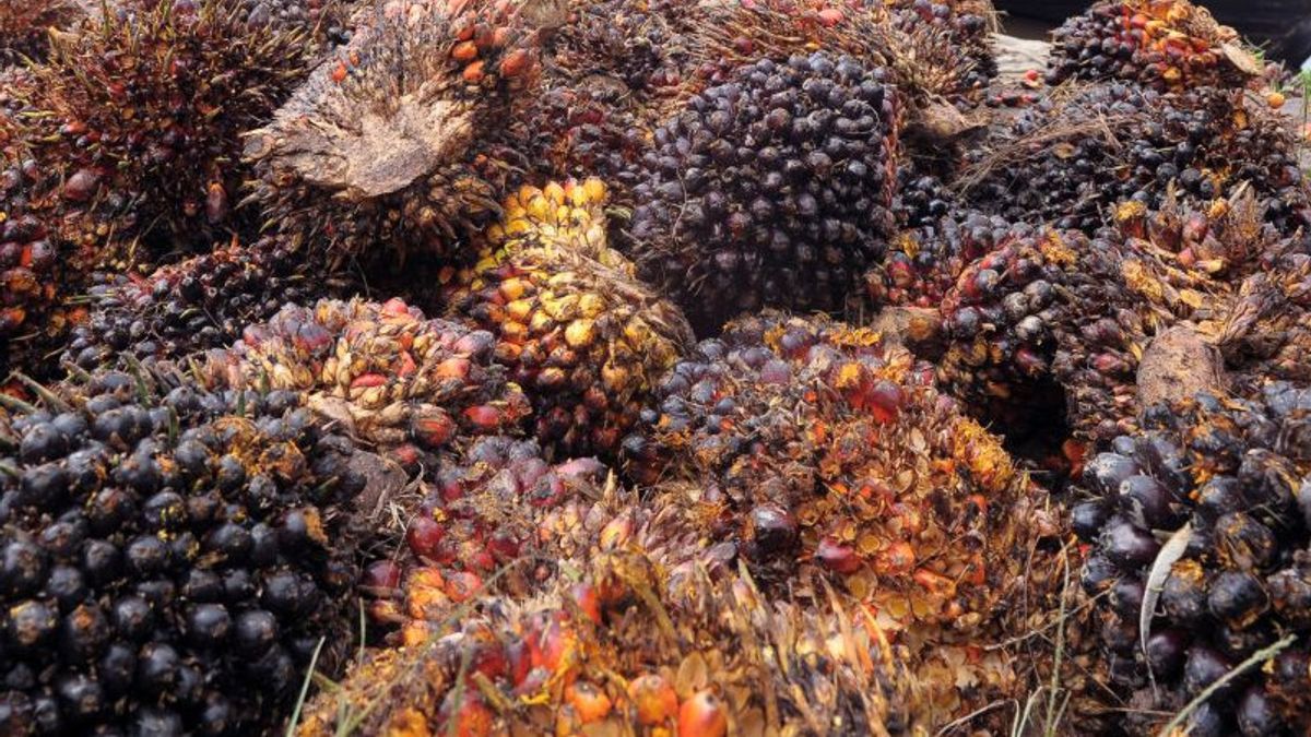 Great Potential for the Palm Oil Industry to Apply a Circular Economy Model