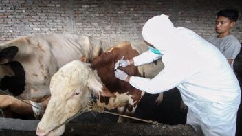 Beware Of PMK, Paramedic For Animal Diseases Monitors Sacrificial Sellers In Pekalongan