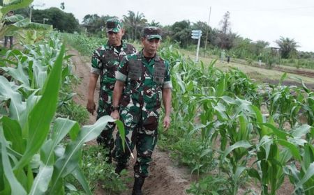 Optimalkan Ketahanan Pangan, Kodam Iskandar Muda Garap 3.000 Hektar Lahan Jagung di Aceh