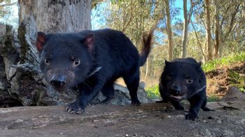 After Three Thousand Years, The Tasmanian Devil Returns To The Australian Wild