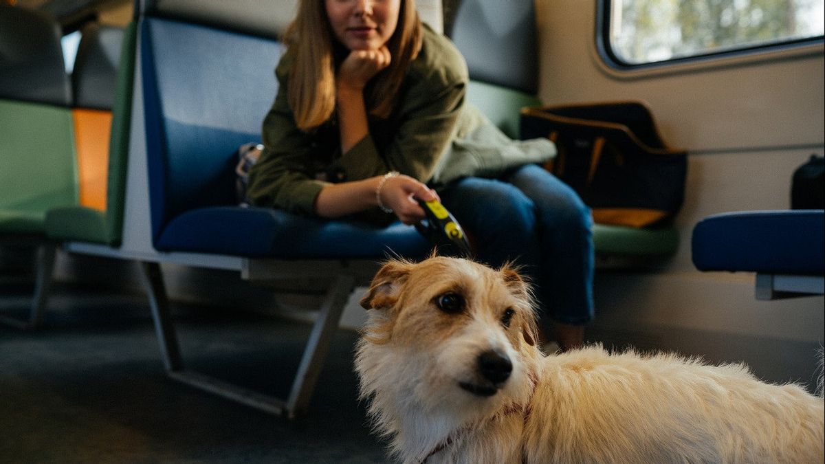 في الصيف ، يسمح مشغلو القطارات الإيطاليون للركاب بإحضار الحيوانات الأليفة في القطار مجانا