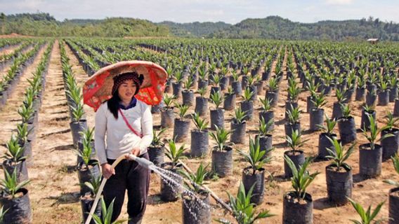 Les gouvernements de la République d’Indonésie et de l’OIM ont convenu de soutenir l’élimination de l’exploitation des femmes dans les plantations de palmiers à huile et la pêche