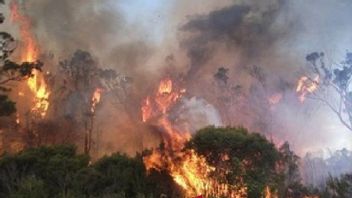 BMKG要求居民对NTT的20个地区/城市的森林火灾保持警惕