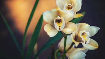 5 Types D’orchidées Faciles à Entreesser, Vous Voulez Essayer De Décorer La Maison?