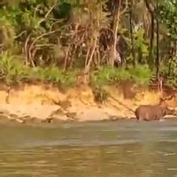 Momen Langka! Badak Jawa Tertangkap Kamera Berendam di Ujung Kulon