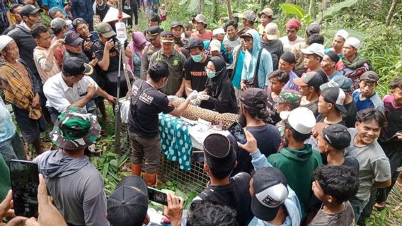 Leopards Found By Residents Of Cikalese Sukabumi Entered The Trap Of Wild Pigs