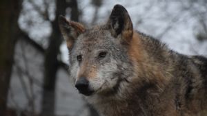 Europe Plans To Lower Wolf Protection Status Starting Next Year