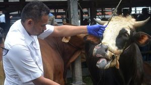 Impor Vaksin Dosis ke-3 untuk Hewan Ternak, Pemerintah Serius Tangani PMK Jelang Hari Raya   