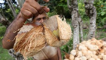 政府はブラトゥウトゥココナッツの海外輸出を停止する