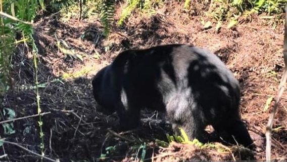 24 Jam Terperangkap Jerat Warga,  Beruang Madu di Dumai Riau Berhasil Diselamatkan BKSDA 