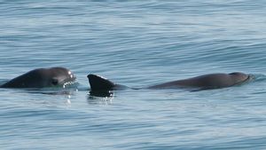 Studi Genom Sebut Lumba-lumba Tropis Langka dari Teluk California Ini Bisa Terhindar dari Kepunahan
