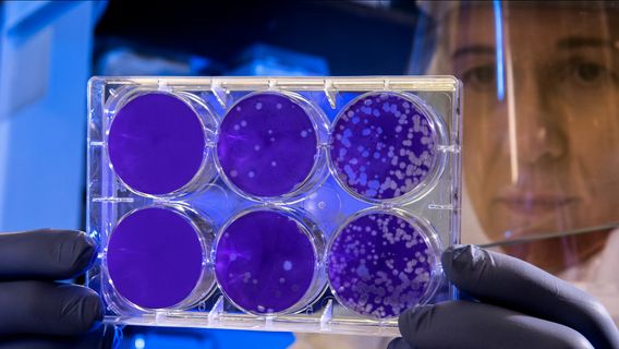 CDC الأمريكي: هانتا فيروس يصعب انتقاله من شخص إلى آخر