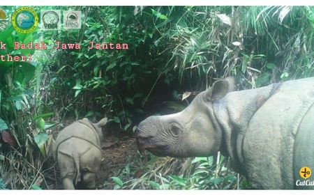 Dua Individu Baru Lahir, Badak Jawa di Taman Nasional Ujung Kulon Bertambah