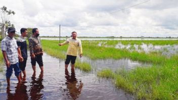 Alarming, 3,500 Hectares Of Rice Fields In Central Kalimantan Failed To Harvest Due To Flooding