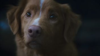 Dogs In Good Boy Movie Want To Enter The Best Actor Category At Oscars