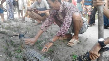 Les Résidents De Mestong Jambi Attrapent Des Crocodiles Dans La Rivière Penerokan